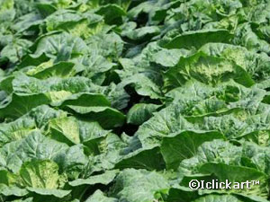 우리나라 배추, 'Chinese Cabbage'에서 ‘Kimchi Cabbage’로 인정받아