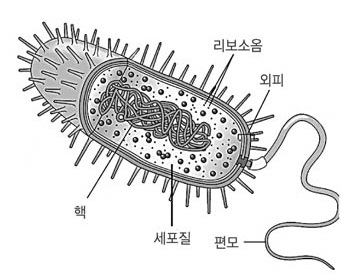 세균 감염 vs 바이러스 감염, 무엇이 다를까?