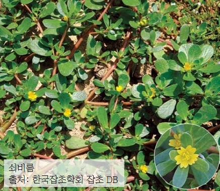 쇠비름 - 출처: 한국잡초학회 잡초 DB