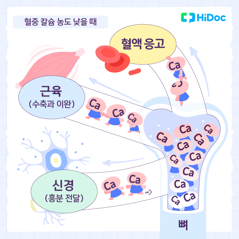 [영양소 탐험: 칼슘] ③ 칼슘, 뼈 건강 말고 또 ‘이런’ 기능까지?