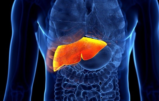 C형 간염은 증상이 없기 때문에 조기 진단이 어려운 편이다|출처:클립아트코리아