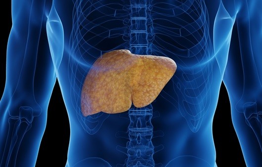 이소성 지방이 유발하는 대표적인 질환이 지방간이다|출처: 클립아트코리아
