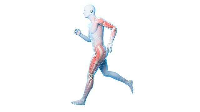 몸의 연결성을 고려한 근골격계 통증 치료의 중요성|출처; 클립아트코리아