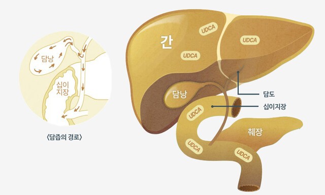 ﻿간은 담즙을 만들어 소화를 도우며, 해독 작용과 함께 살균 작용을 한다｜출처: 하이닥