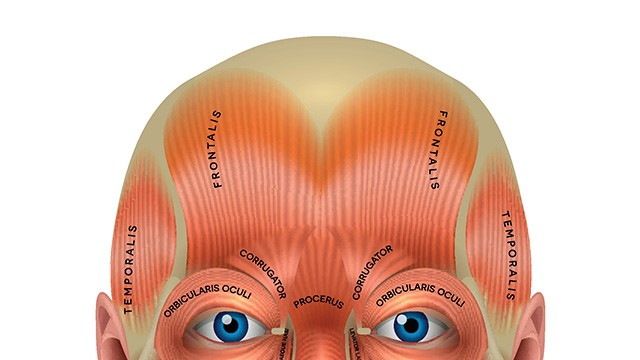 ﻿이마근(Frontalis muscle)｜출처: 게티이미지뱅크