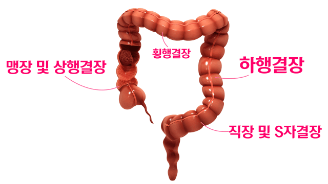 대장 구조|출처: 클립아트코리아
