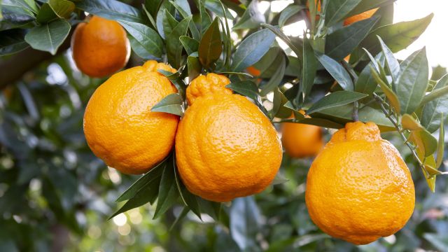 한라봉에는 항산화 성분이 풍부하다 ｜출처: 클립아트코리아