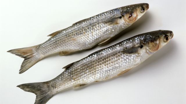 숭어는 다이어트 식품으로 제격이다 ｜출처: 클립아트코리아