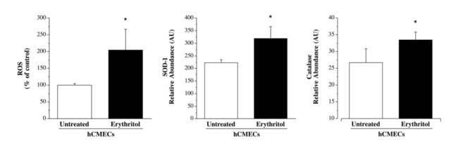 에리스리톨 처리 시 뇌 미세혈관 내피세포(hCMECs)에서 활성산소종(ROS) 생산이 약 2배 증가하였고, 항산화 효소인 SOD-1과 카탈라아제의 발현도 유의미하게 증가했다 | 출처: Journal of Applied Physiology 해당 논문