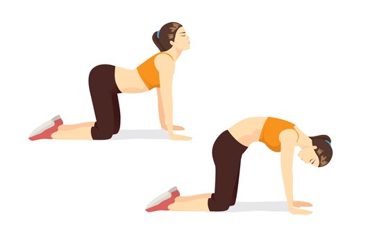 ﻿고양이-소 자세(Cat-Cow Pose)｜출처: 게티이미지뱅크