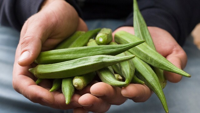 어린 시절 과도한 영양 섭취가 성인기 비만과 당뇨병의 원인이 될 수 있으며, 오크라 섭취가 이를 예방할 수 있다는 연구 결과가 나왔다 | 출처: 클립아트코리아