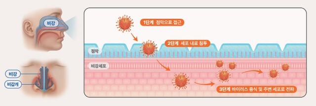 코점막을 통해 인체에 침투한 바이러스가 세포 내에서 증식하며 주변으로 확산되는 감염 과정｜출처: 하이닥