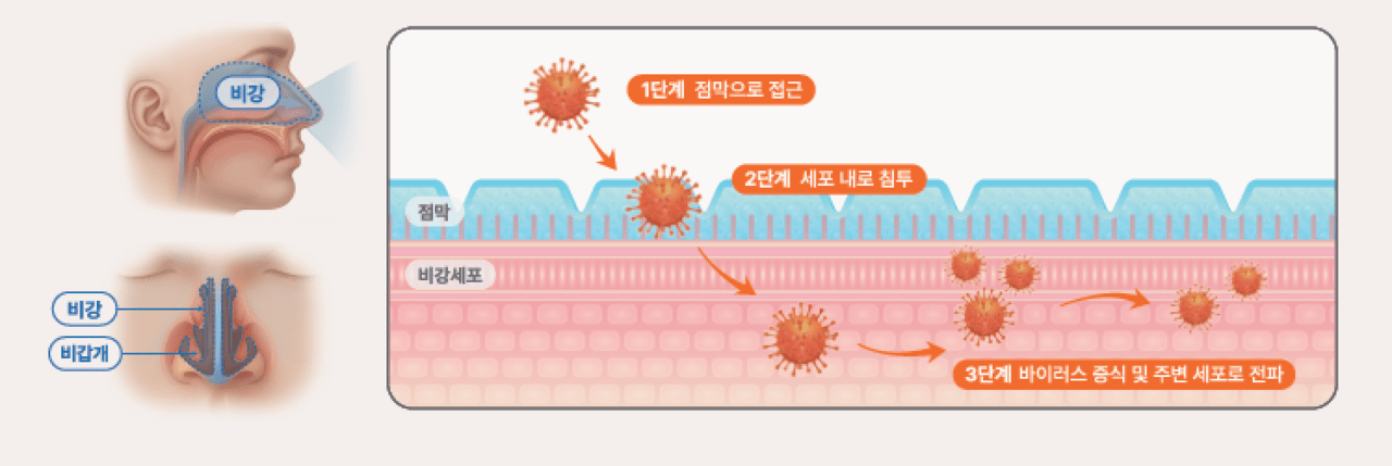 코 점막을 통해 침투한 바이러스는 세포 내에서 증식하며 주변으로 확산된다 | 출처: 하이닥