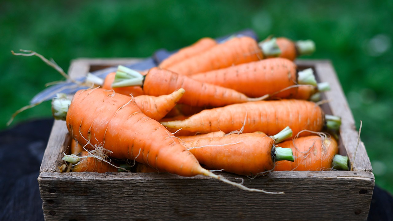 생당근을 매일 꾸준히 섭취하면 고혈압 위험이 감소한다|출처: 게티이미지뱅크