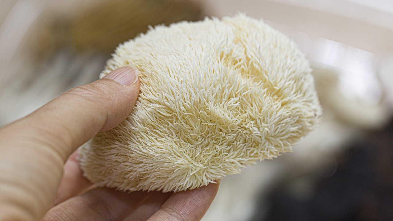 노루궁뎅이 버섯은 신경 성장 인자 생성을 자극해 인지 기능 개선에 도움 될 수 있다｜출처: 클립아트코리아