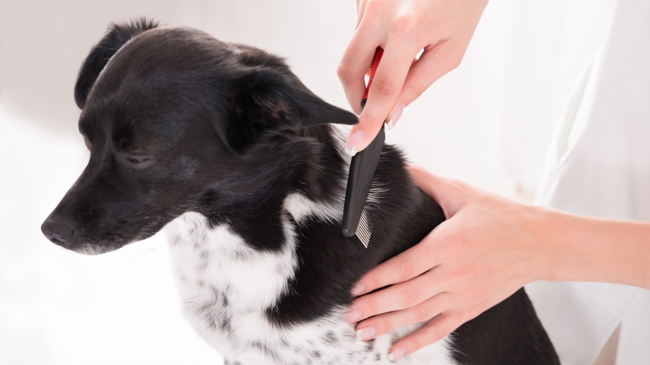 반려동물의 비듬, 꽃가루는 공기 중에 떠다니며 알레르기를 유발할 수 있다｜출처: 클립아트코리아