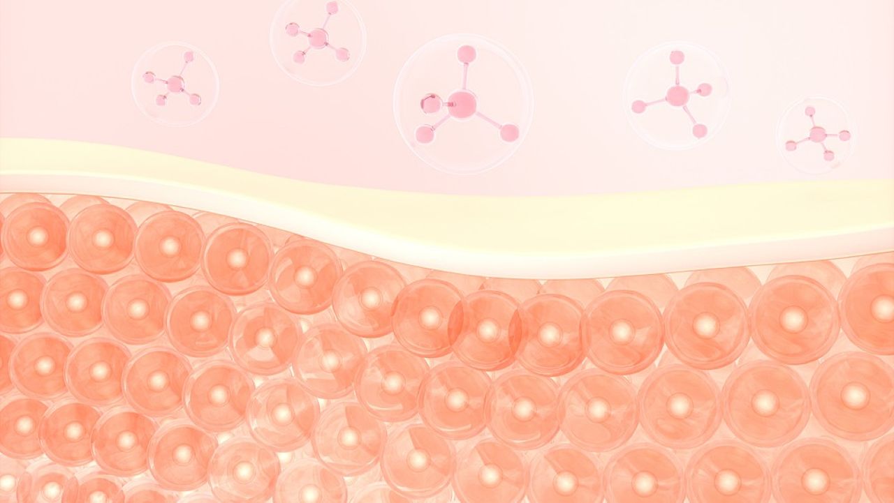 콜라겐은 나이가 들수록 양이 감소해 식품을 통해 보충해주어야 한다 |  출처: 클립아트코리아