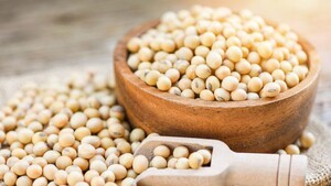 콜레스테롤